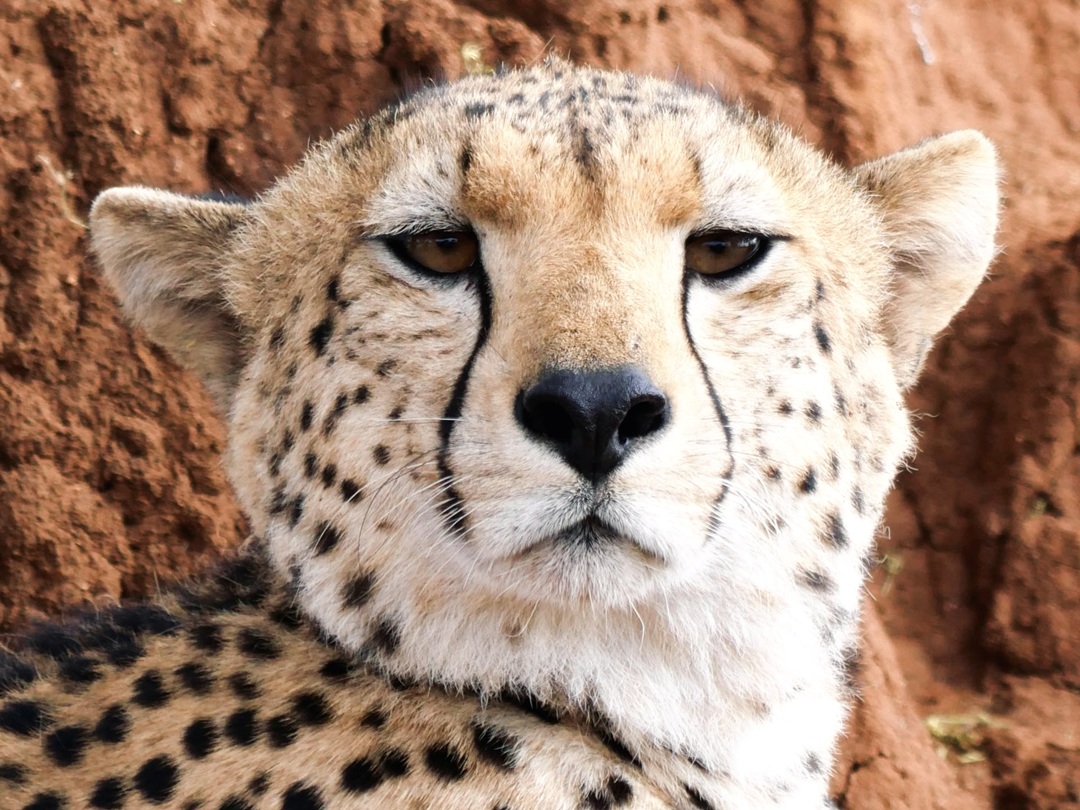Cheetah on the Lookout