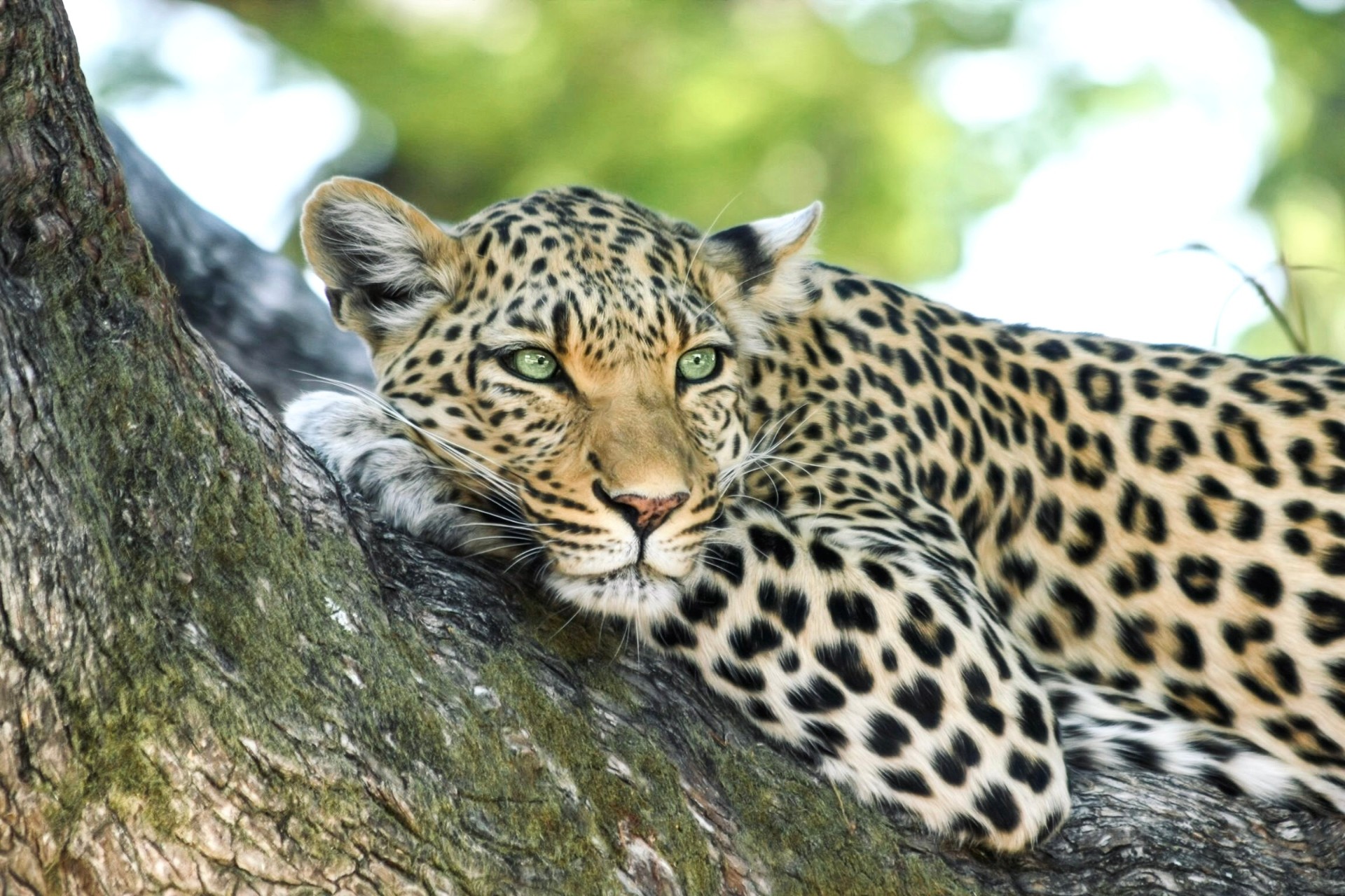 Leopard Resting on Acacia Tree