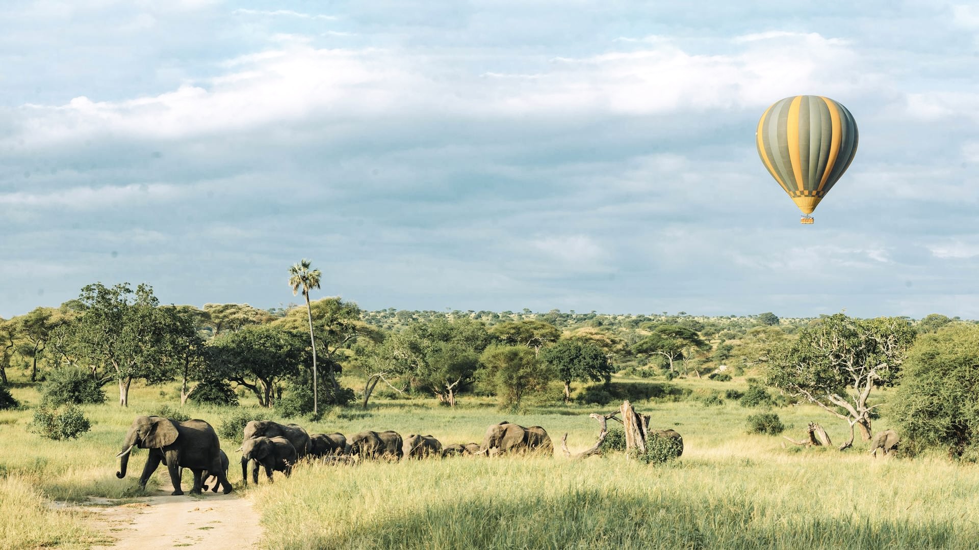 Hot Air Balloon Safari at Dawn