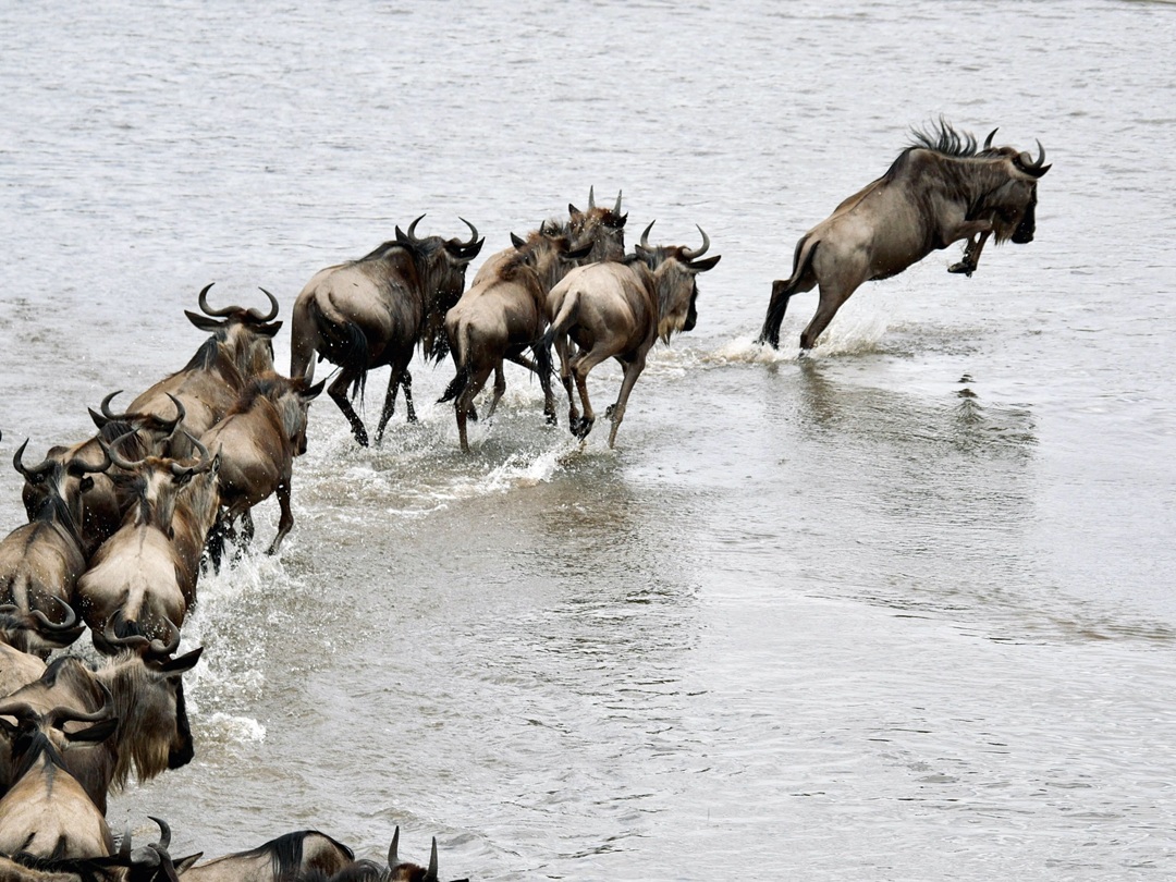 The Great Wildebeest Migration
