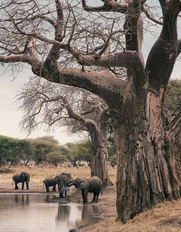 Budget Safari